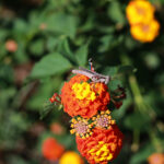 Texas Lantana(Lantana urticoides) found on the Gnarly Mesquite Trail at Wildcat Bluff, Amarillo, Texas