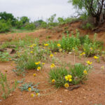 Coreopsis found on Tascosa Trail at Wildcat Bluff, Amarillo, Texas