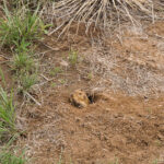 Gopher found on the windmill trail at Wildcat Bluff, Amarillo, Texas