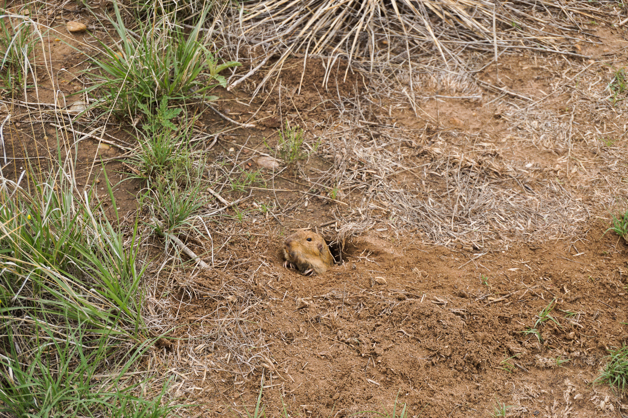 Gopher found on the windmill trail at Wildcat Bluff, Amarillo, Texas