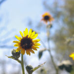 Sunflowers found on the windmill trail at Wildcat Bluff, Amarillo, Texas