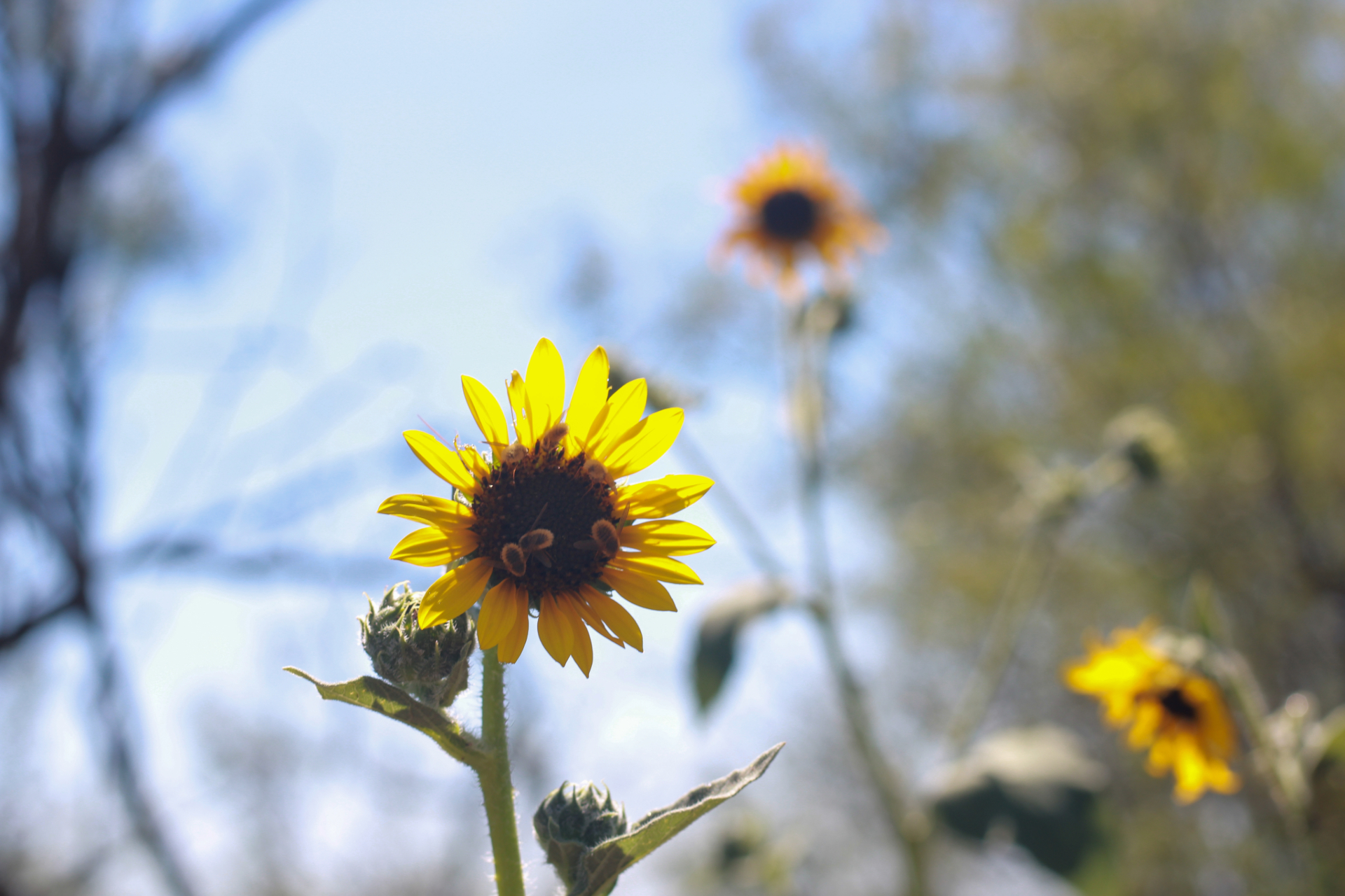 Sunflowers found on the windmill trail at Wildcat Bluff, Amarillo, Texas