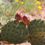 Prickly pear cactus found on the windmill trail at Wildcat Bluff, Amarillo, Texas