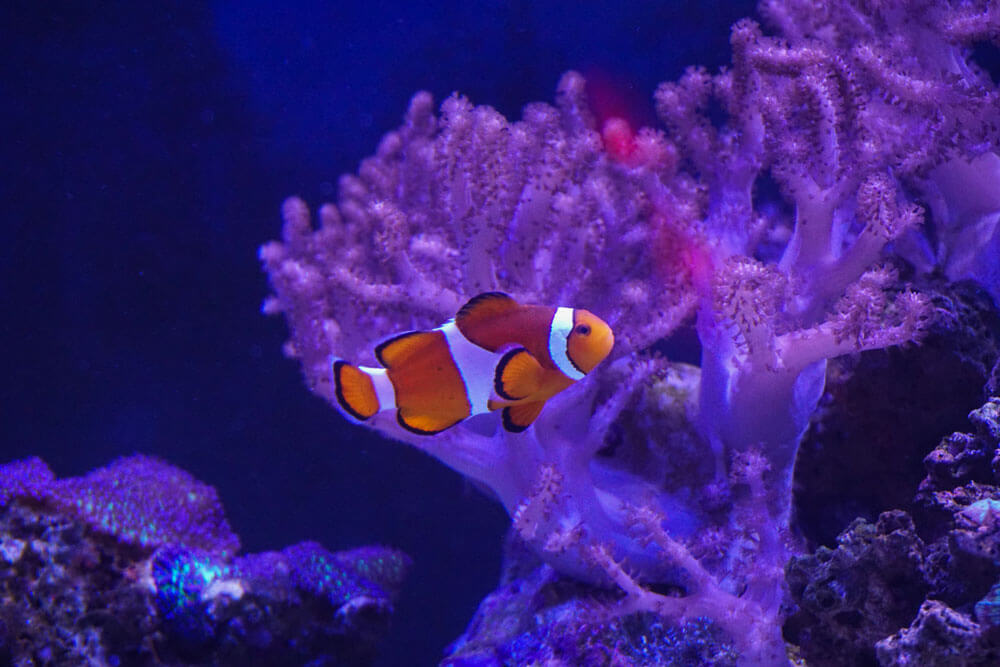 picture of a clown fish