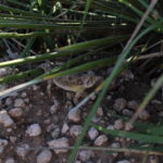 HOrned Lizard on Carols' Loop Trail At Wildcat Bluff Nature Center in Amarillo, Texas